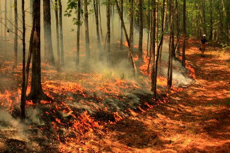 Prescribed Burn, fire break