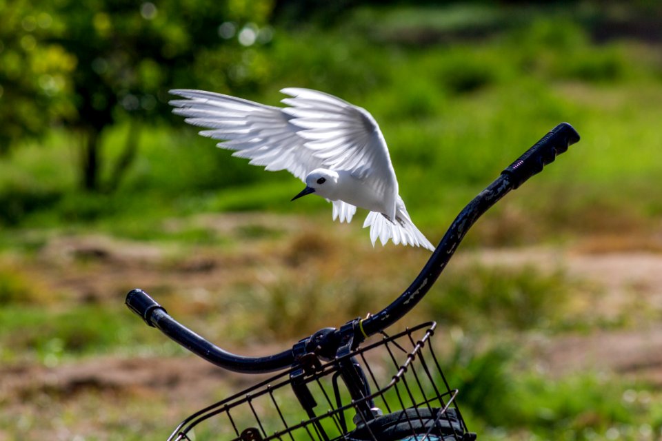 A white tern (Gygis alba) checks out my bike