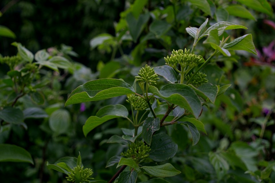 Pentax28mm3f5_F=5,6 an Sony A6000 knospen