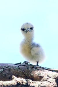 An adorable white tern (Gygis alba) chick against Midway's blue shoals
