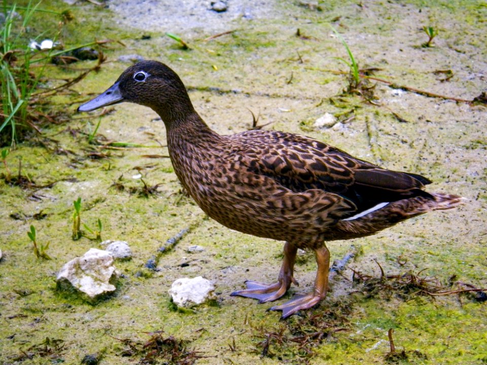 A juvenile Laysan duck (Anas laysanensis) at Brackish Seep