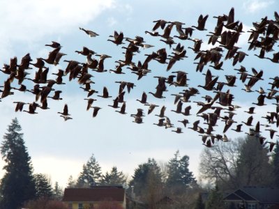 Geese in Flight