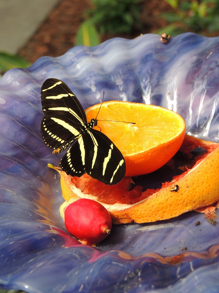 Wing wildlife bug