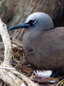 A brown noddy (Anous stolidus) sits on its nest photo