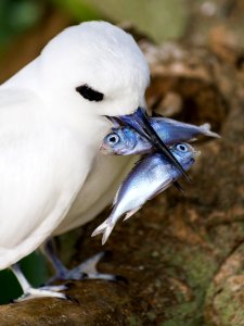 A white tern (Gygis alba) parent waits for its fledging chick to return for a meal