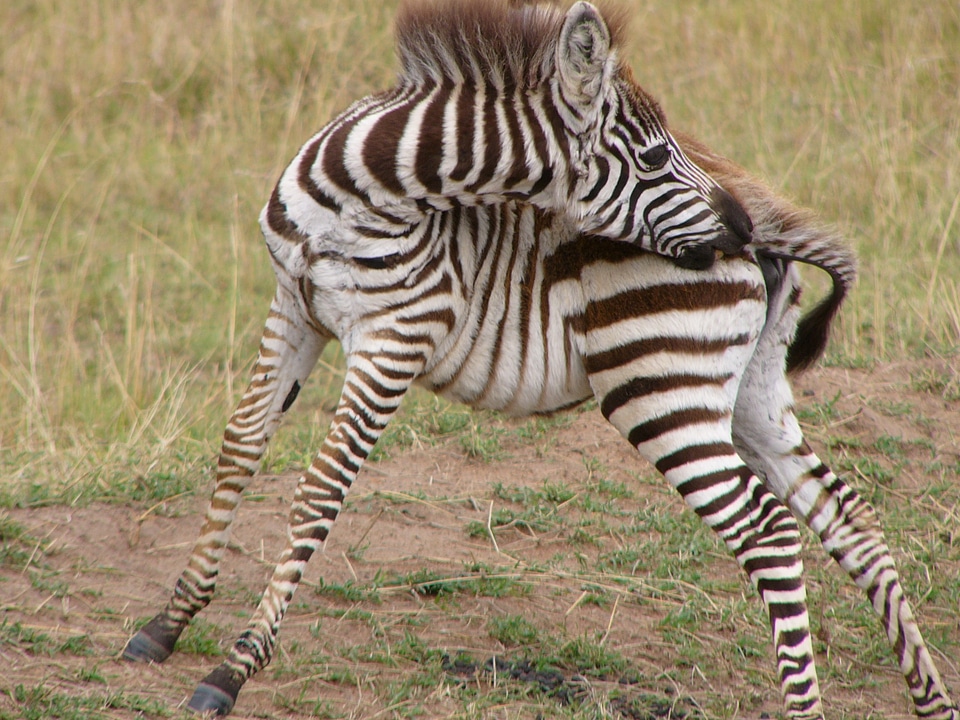 Animal wildlife wild