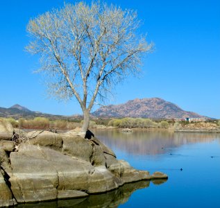 Willow Lake island tree photo
