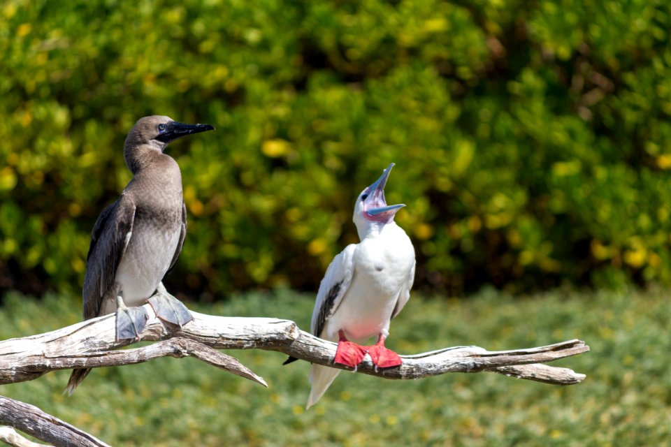 A juvenile entertains an adult red-footed booby (Sula sula)