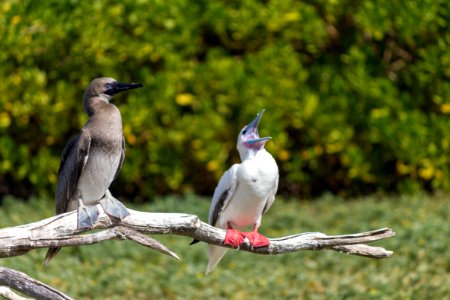 A juvenile entertains an adult red-footed booby (Sula sula) photo