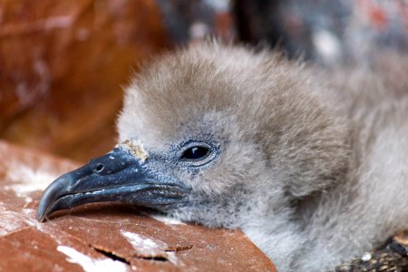 Close-up of a wedge-tailed shearwater (Ardenna pacifica) chick photo