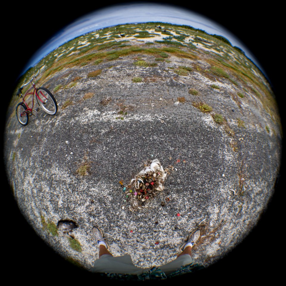 Standing over an albatross carcass bursting with plastic