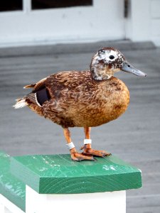 An elderly Laysan duck (Anas laysanensis) with a highly worn leg band photo
