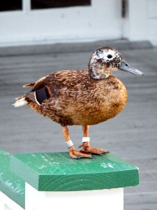 An elderly Laysan duck (Anas laysanensis) with a highly worn leg band