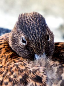 A juvenile Laysan duck (Anas laysanensis) preens its back photo