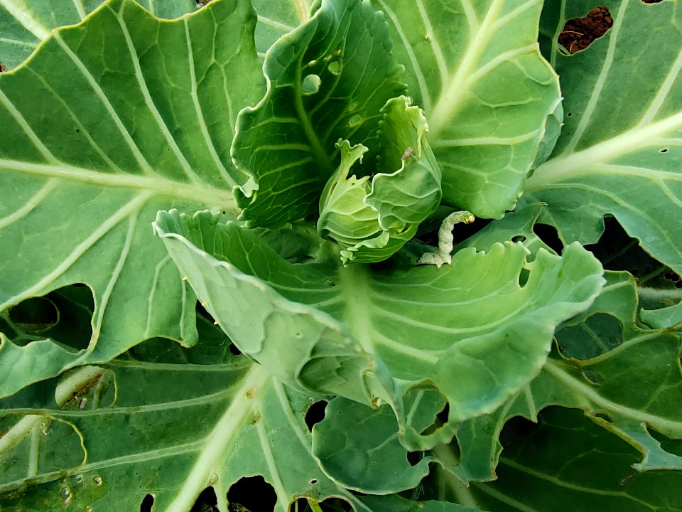 Diamondback moth larvae in cabbage.