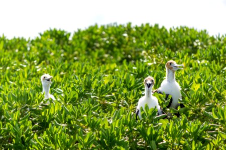 Three juvenile great frigatebirds (Fregata minor) sit in a beach naupaka (Scaevola taccada) bush, panting to keep cool