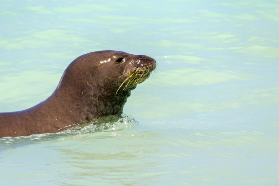 A Hawaiian monk seal (Neomonachus schauinslandi) swims in Midway's lagoon. Photo taken from a distance of at least 50 feet.