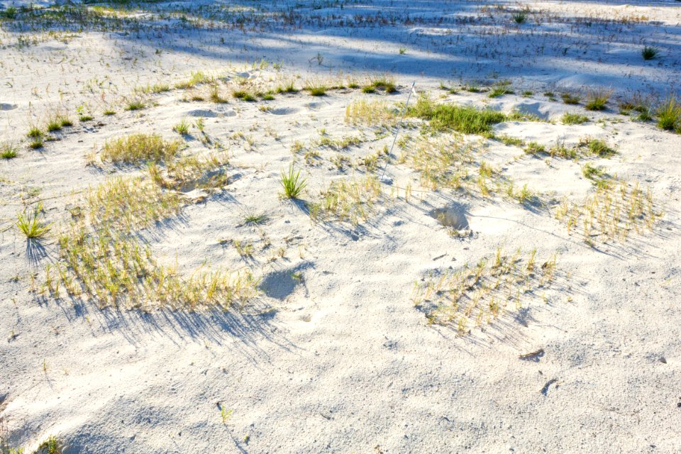 'aki'aki grass (Sporobolus virginicus) outplanting near the historic cablehouse