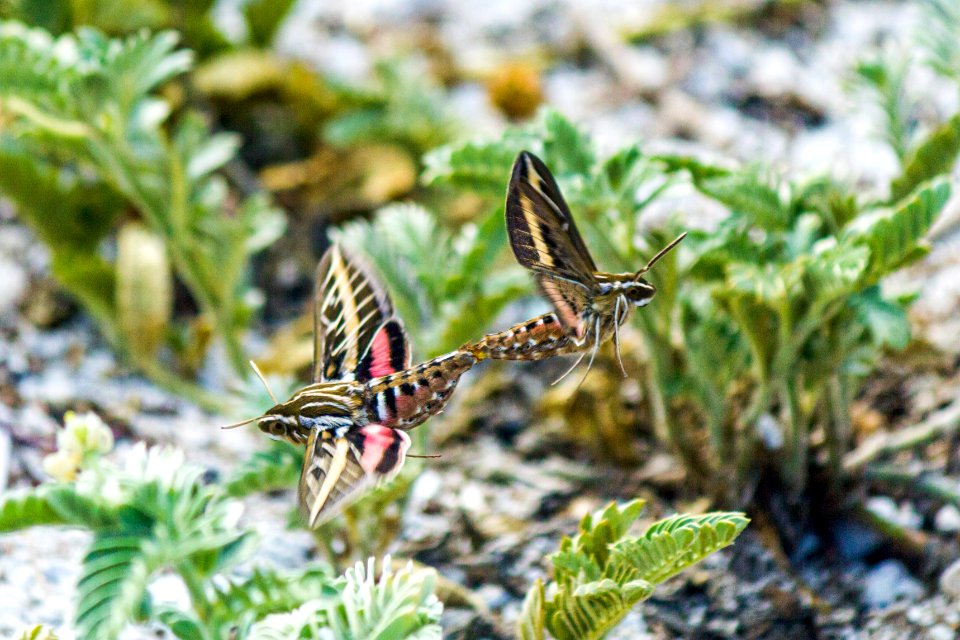 How non-native species spread...