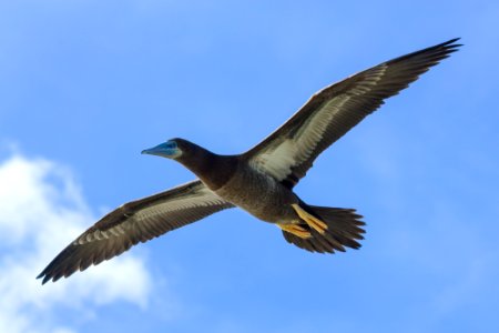 A juvenile brown booby (Sula leucogaster) in flight