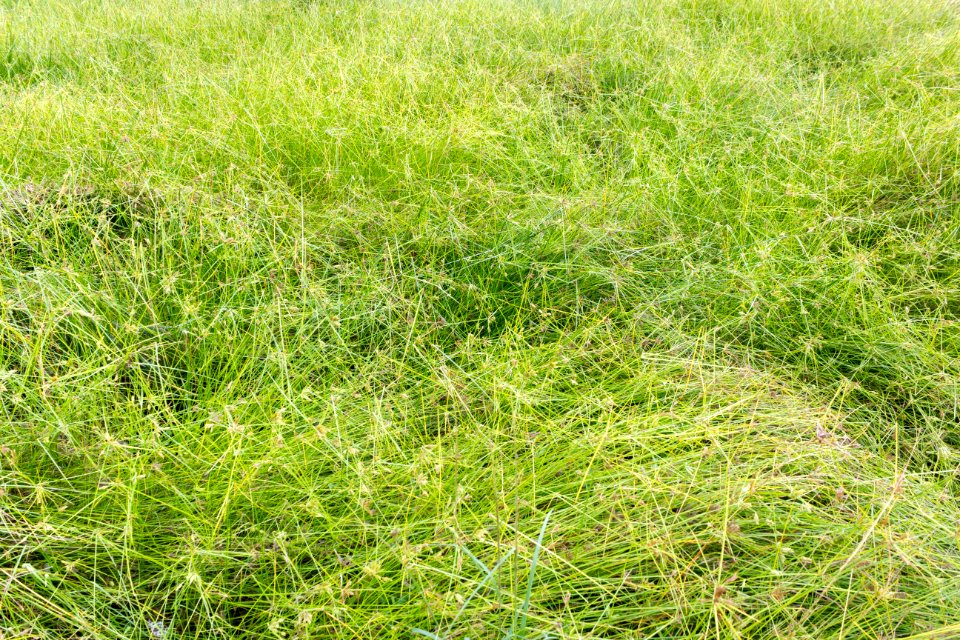 Pycreus sedge (Cyperus polystachyos)
