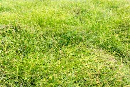 Pycreus sedge (Cyperus polystachyos) photo