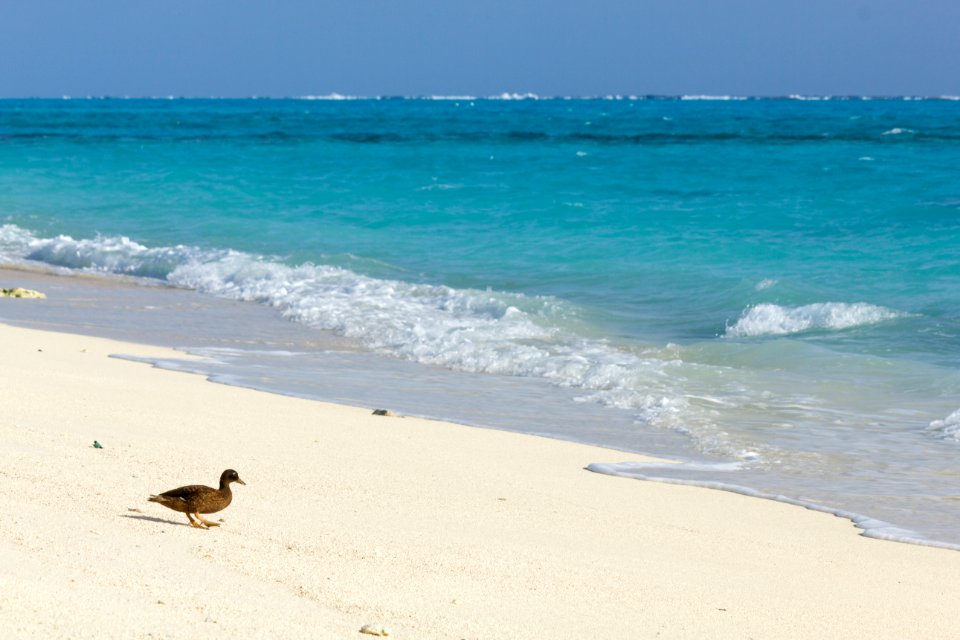 A juvenile Laysan duck (Anas laysanensis) on the beach on Eastern Island