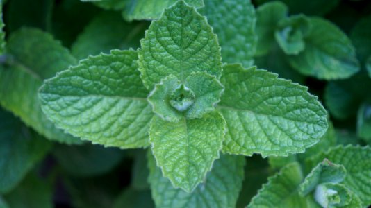Mint flower