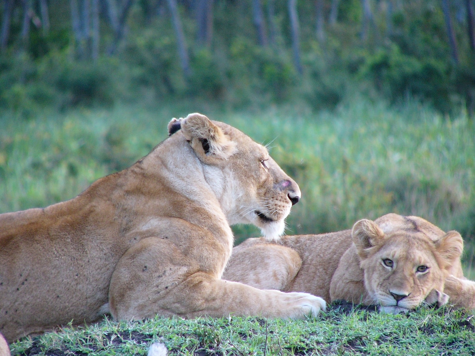 Africa animal wildlife