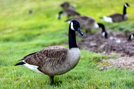 Canada Geese No. 2
