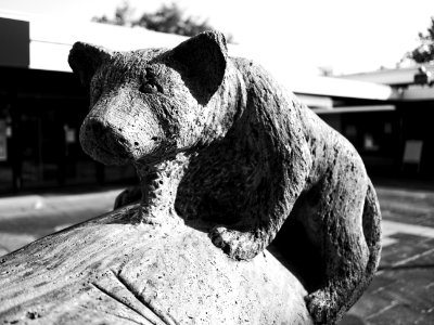 Little Bear