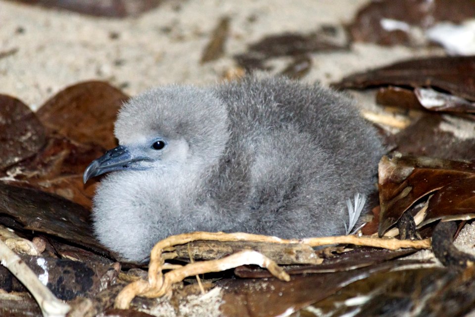 A fluffy wedge-tailed shearwater (Ardenna pacifica) chick