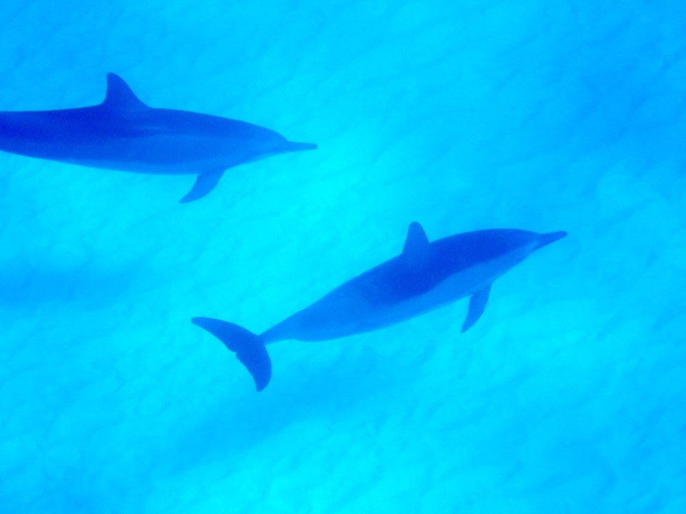Spinner dolphins (Stenella longirostris) swimming in Midway's lagoon