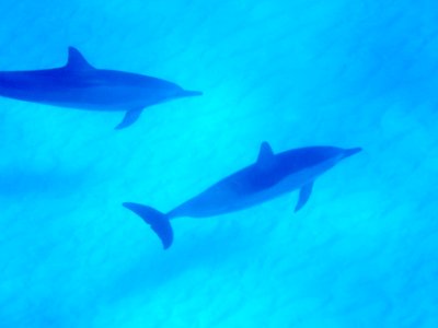 Spinner dolphins (Stenella longirostris) swimming in Midway's lagoon