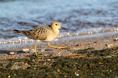 Buff-breasted sandpiper photo