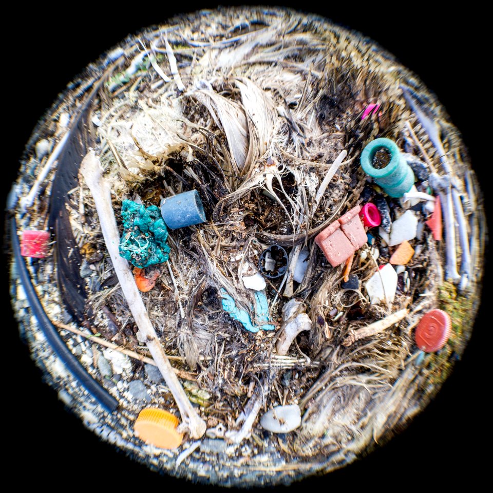 An albatross carcass bursts with plastic
