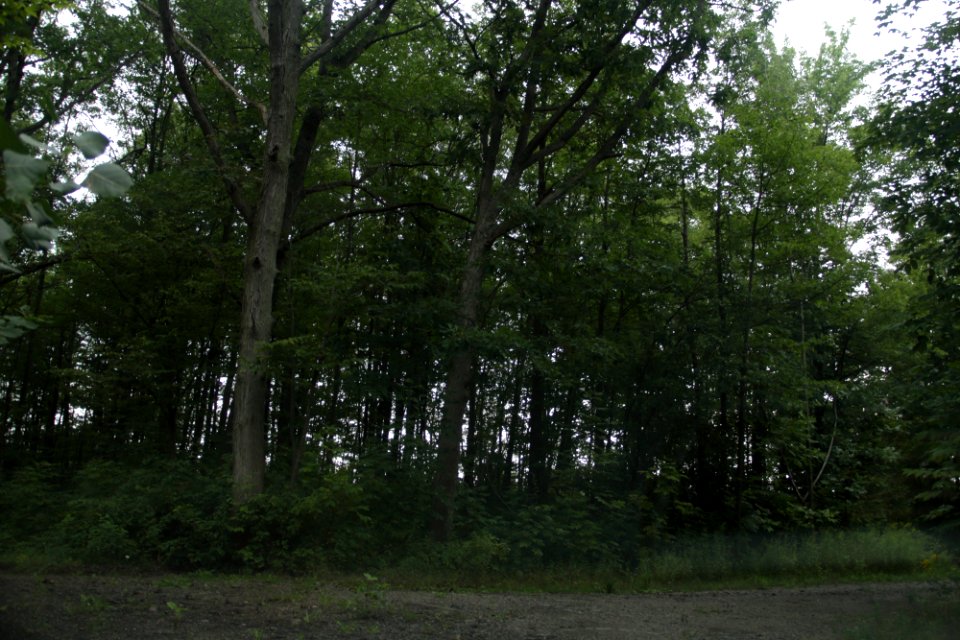 The tall pretty trees