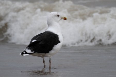 Great Black-backed Gull