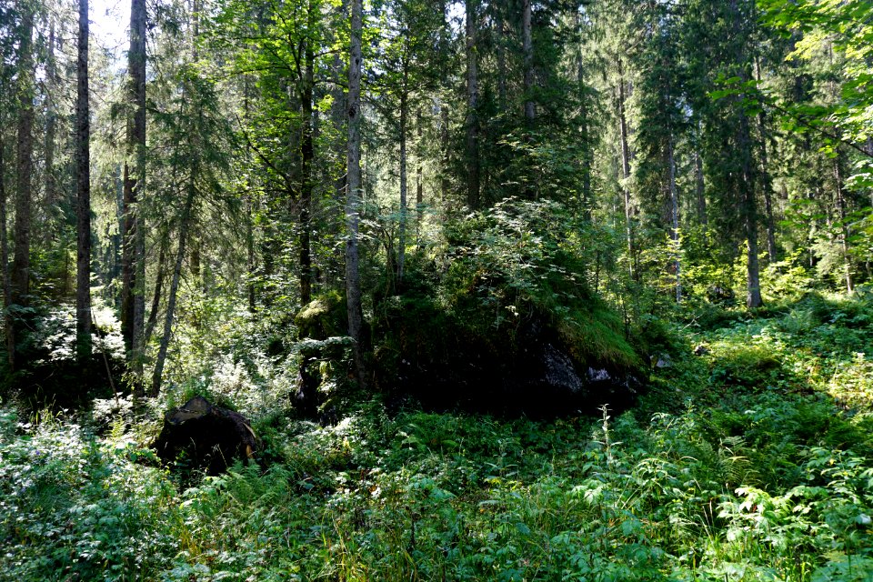Flüewald (Niederurnertal/Kanton Glarus)