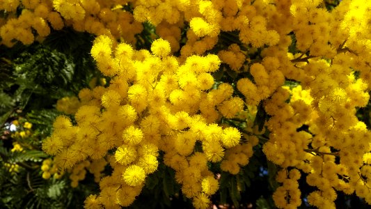 mimosa photo