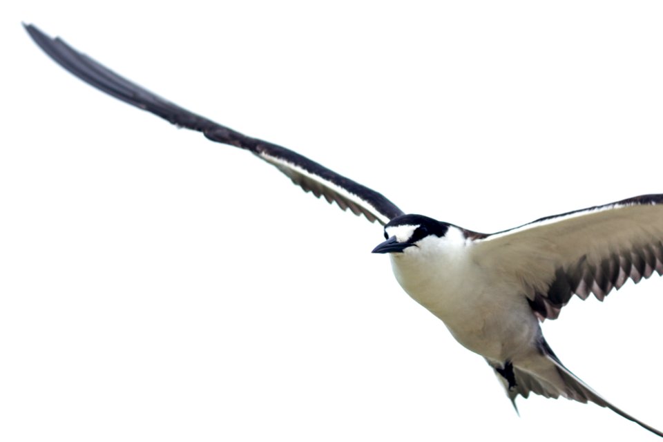 A sooty tern (Onychoprion fuscatus) in flight