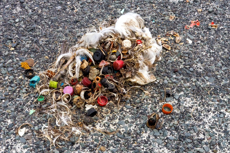 As it decomposes, an albatross carcass reveals the plastic the bird consumed before it died