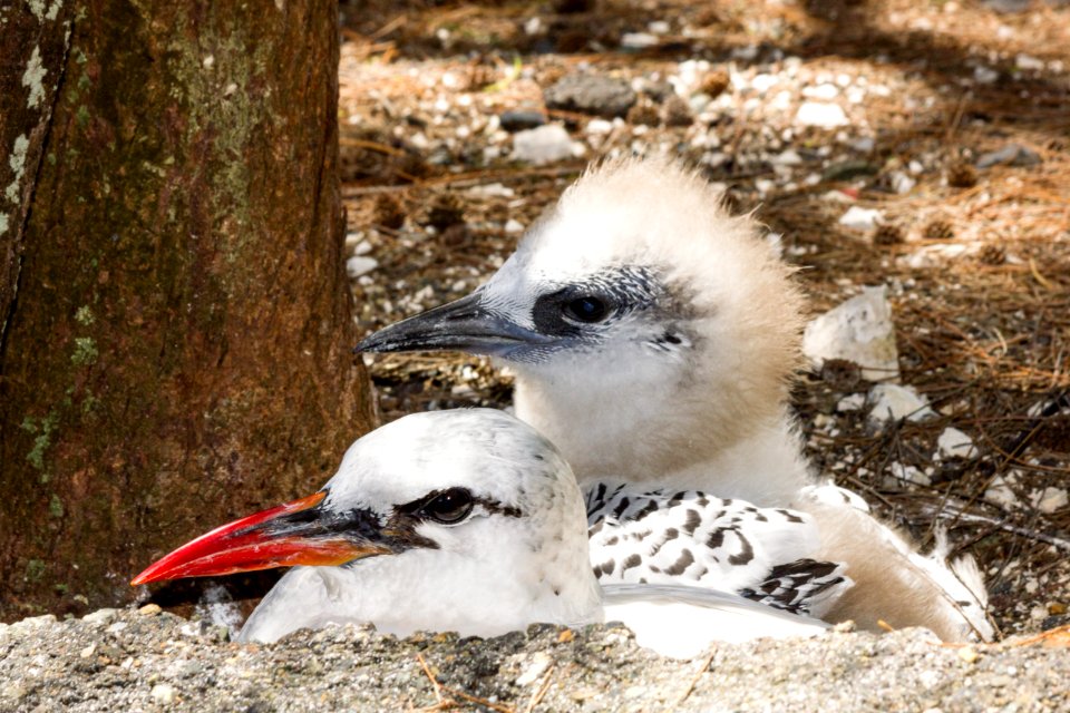 A red-tailed tropicbird (Phaethon rubricauda) parent with its chick
