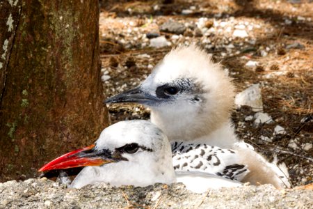 A red-tailed tropicbird (Phaethon rubricauda) parent with its chick