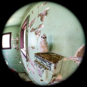 This white tern (Gygis alba) chick hatched inside an abandoned pumping station