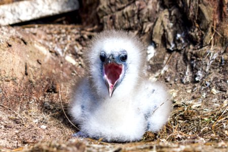 A hungry red-tailed tropicbird (Phaethon rubricauda) chick squawks for food photo