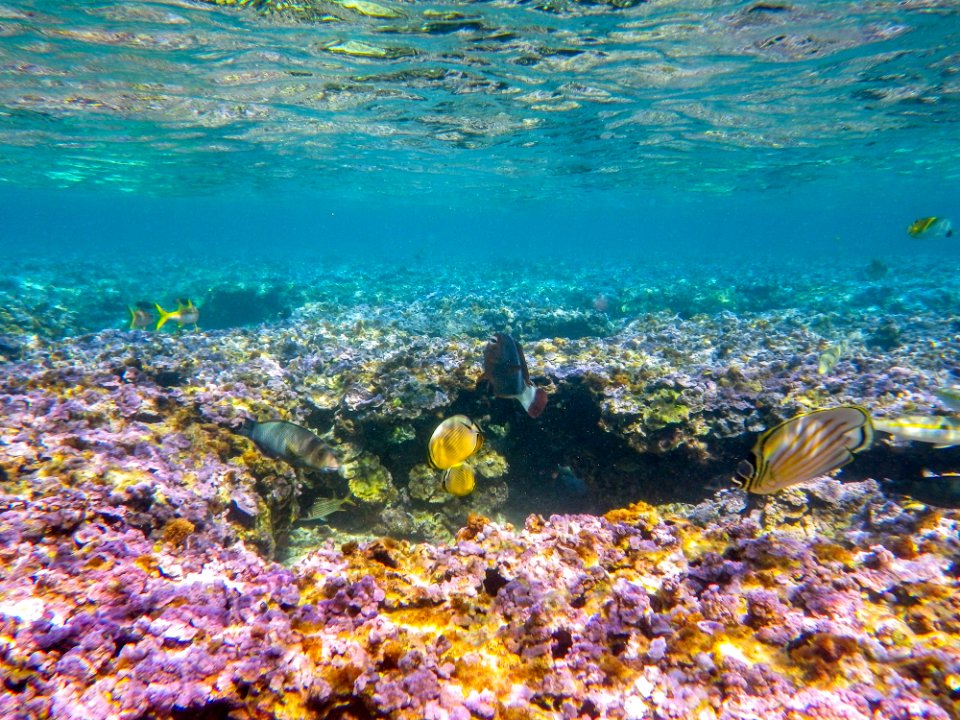 Fish swim across the purple coral of Midway's fringing reef