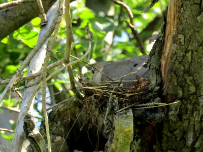 Mourning Dove on her nest
