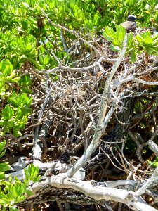 Three nests in one photo: white tern (Gygis alba), brown noddy (Anous stolidus), and red-tailed tropicbird (Phaethon rubricauda)