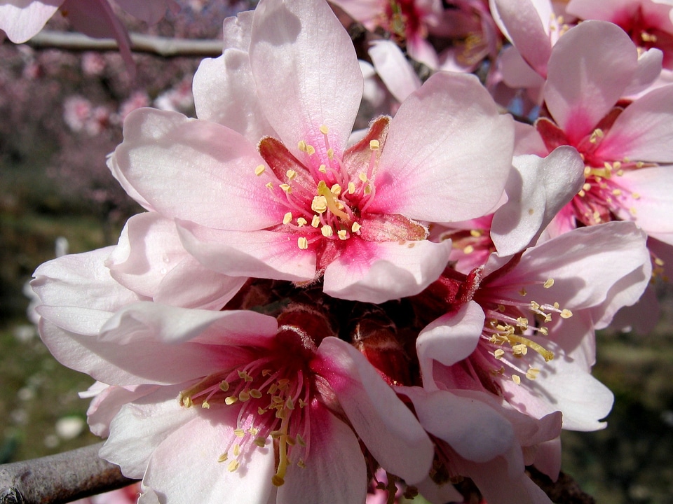 Vegetable nature spring